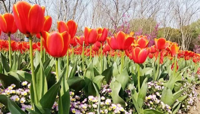 美出圈！4万株郁金香花开正盛，错过等一年