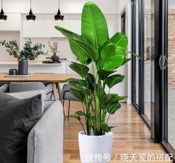 油绿|6种绿植大气上档次,适合客厅养护,好看好养又吉祥