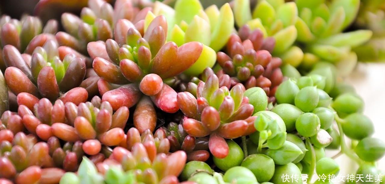 在多肉花盆上放一层石头,竟有这么大用处,涨知识了!