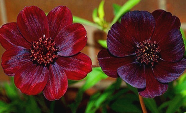 茶花|喜欢养花,不如养盆切朱,花叶俱美,四季开花,盆栽养花选它