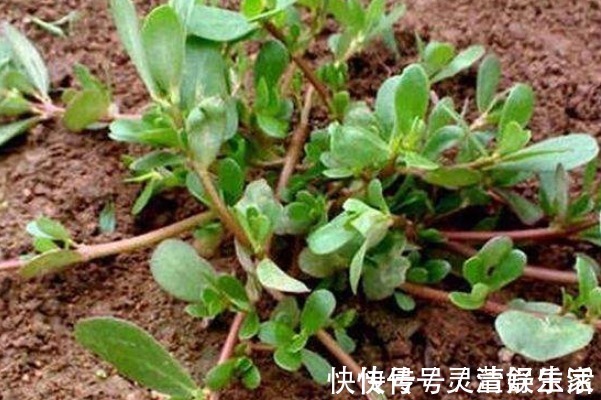 传染病|马齿笕加白酒泡一泡,除了白发变黑发,还有4大好处不请自来