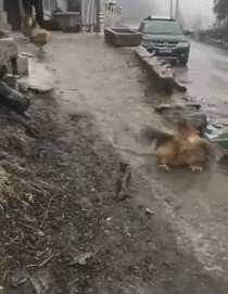 |搞笑GIF段子:算了,还是我来吧!你这拔不出来会弄疼自己的!