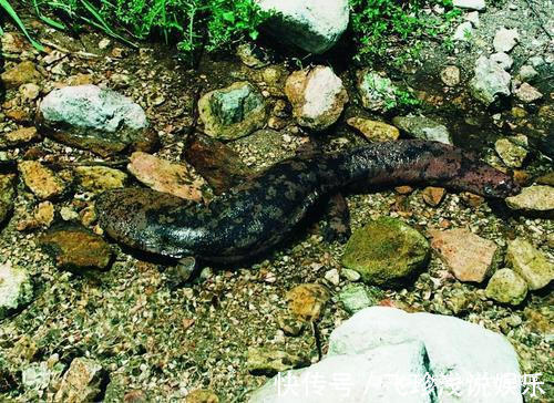 大鲵!人鱼是真实存在的吗?山海经给了我们答案,人面鱼身现存于世