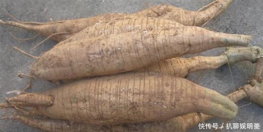 堪比|价值堪比“人参”的中药材,被国外当垃圾,不惜花费重金清理!