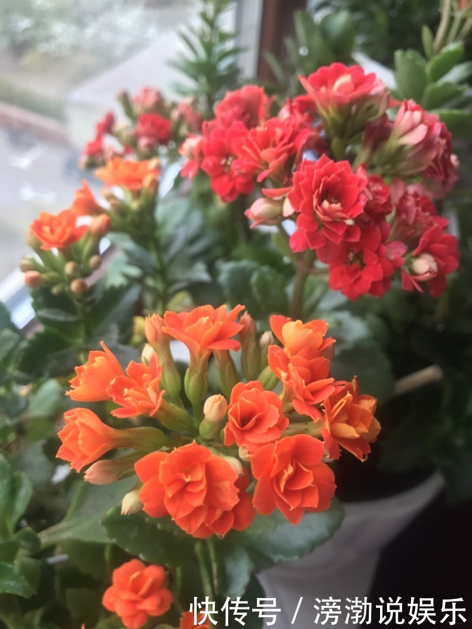 种花|适合新手养的4种花,打理简单、省事,关键还提高养花技术和能力