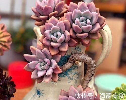 多肉|盘点8款胖多肉,颜值高好养护,喜欢多肉一定别错过!