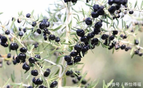 人参果|“人参果”竟成现代养生新宠?续写黑枸杞的养生传奇