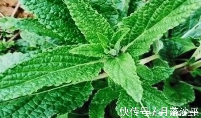 猪耳草|这种野草其貌不扬,农民看到就随手拔掉,殊不知它还是名贵中药材