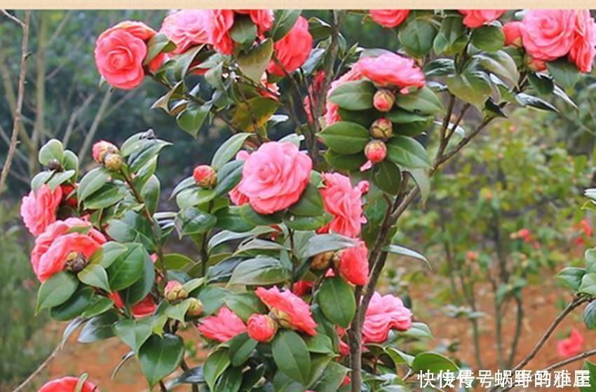 红双喜|世上最美最香的两种花,美如西施,香过桂花,养殖简单又容易