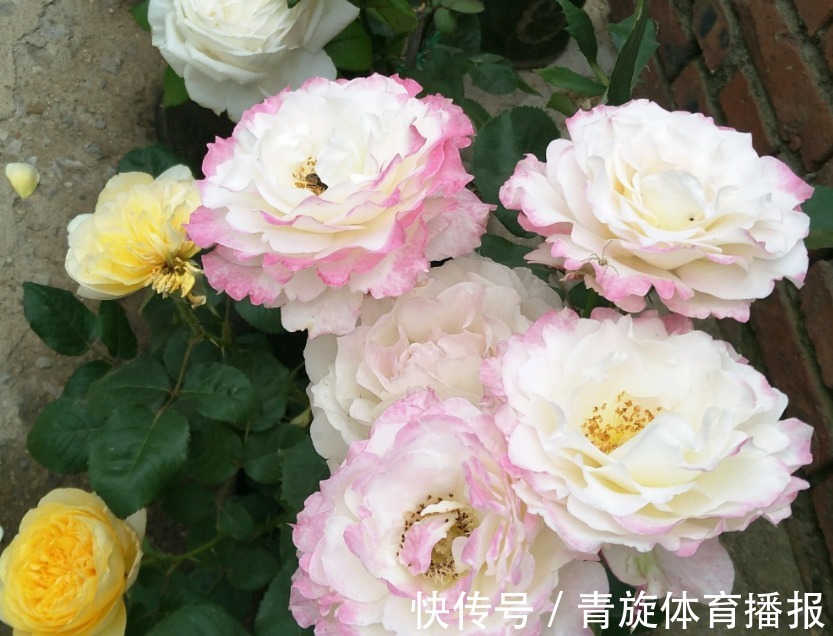 浓香高颜值月季，六翼天使，阳台盆栽抓住4点，分支多开花勤