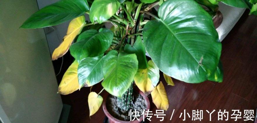 气温转凉后,顺应季节变化做出这些调整,盆栽才不会黄叶掉叶