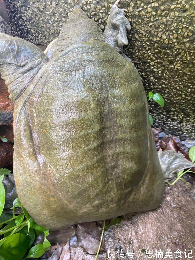 养殖|上海淀山湖,雨中有大甲鱼爬上岸,被钓鱼人捉住,钓鱼人:沉得很