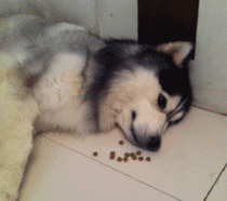 |搞笑动图:家有懒狗一只,谁要领走吧!