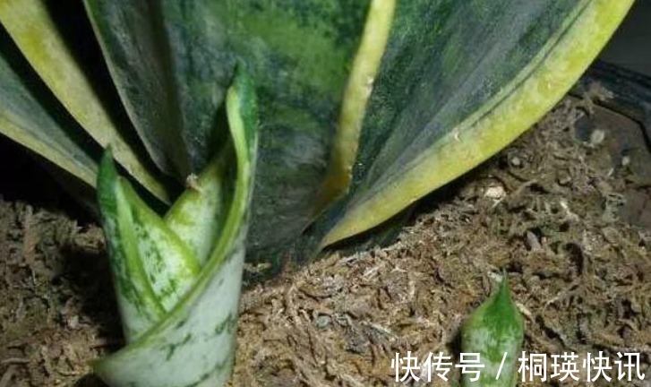 植物|君子兰、虎皮兰，“它”的汁液滴上3—4滴，统统窜“爆”盆