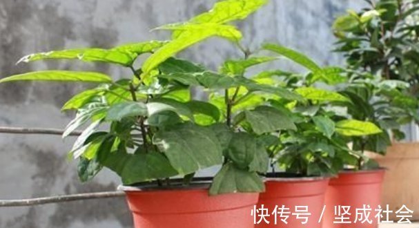 关键点|养花2种扦插方法，掌握“关键点”，扦插不再难，扦插一棵活一棵