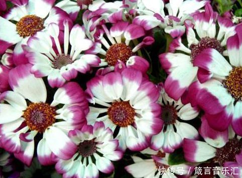 养花就养这几款,全年开花不停,鲜艳夺目,开花勤爱爆盆