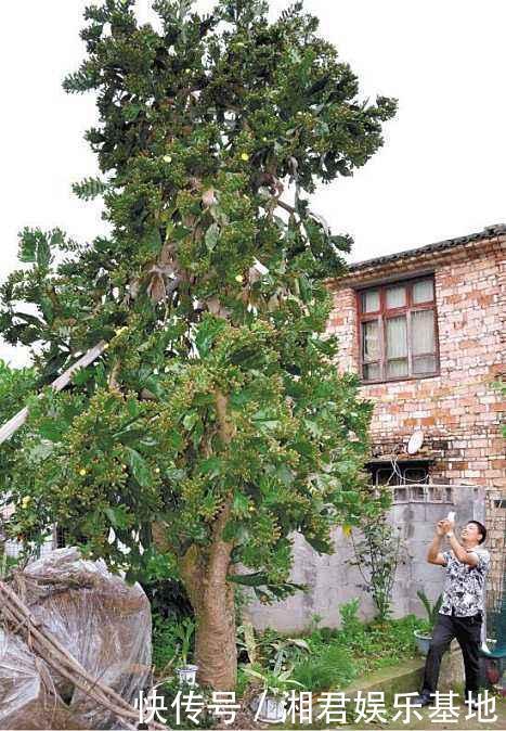 仙人果|30年的仙人掌长成“仙人树”,霸气侧漏,多少钱也不卖