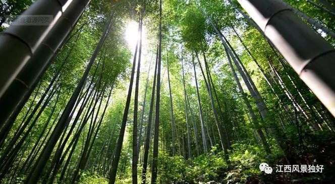  小众|竹林映翠的小众修憩之地——嵩山岩塔