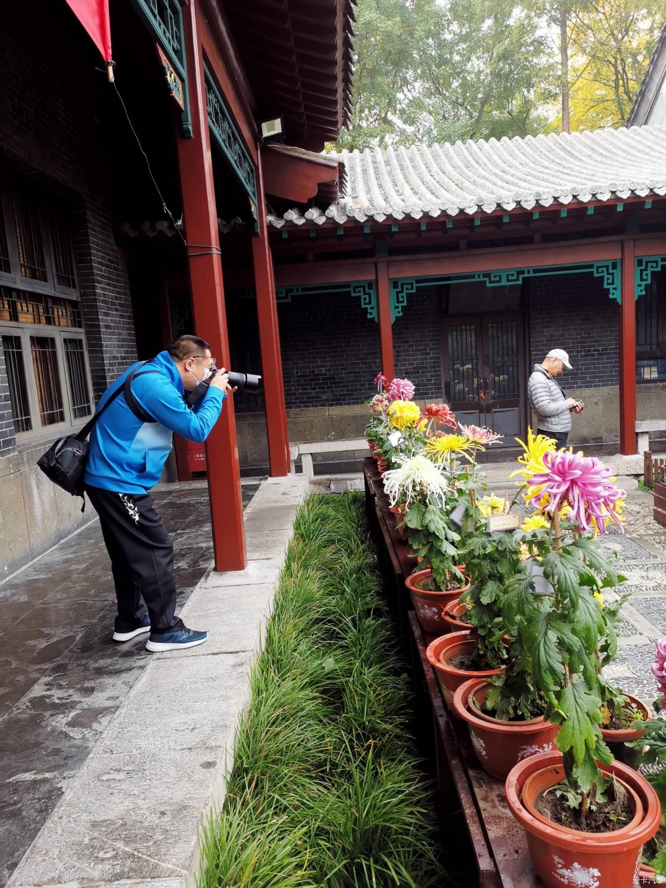 典雅|彩菊盛开寒秋里