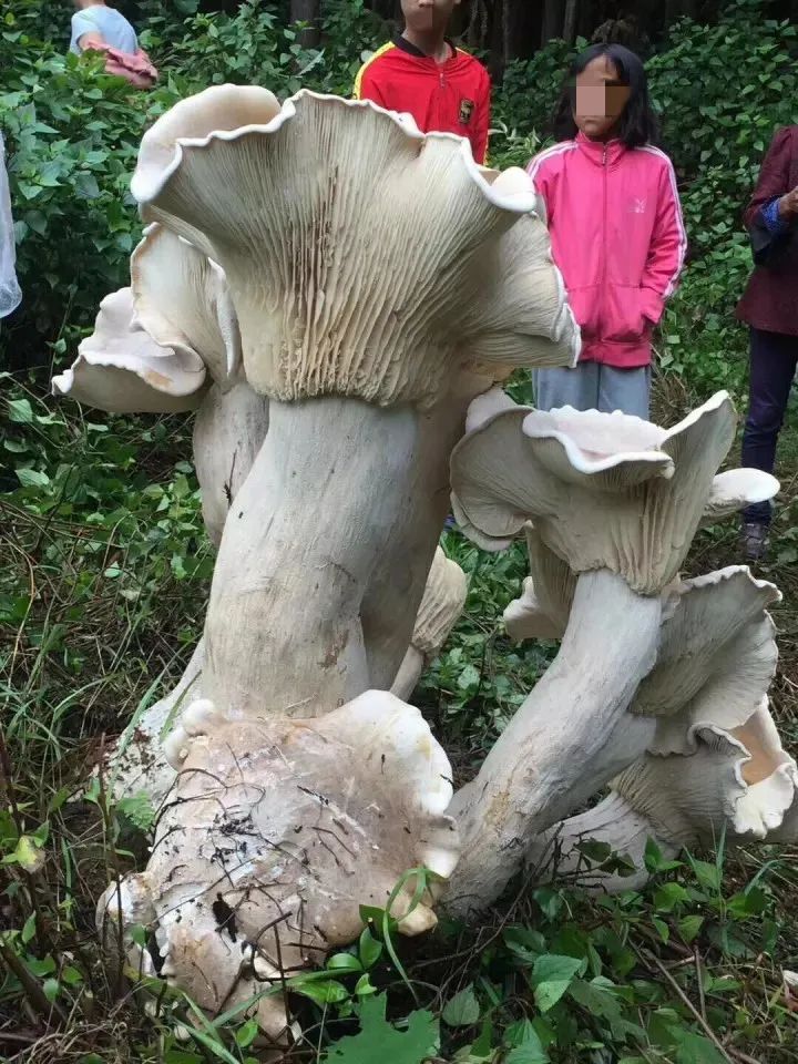 牛肝菌|奇了！还是那个公安局！又双叒长出一朵巨型牛肝菌 ，重4.2公斤