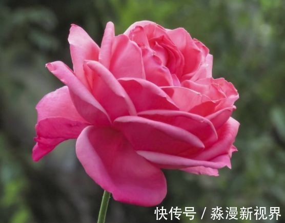 夏秋季|”珍稀名菊“绿乒乓菊，似绿如新翠，清新脱俗，堪称养花必备