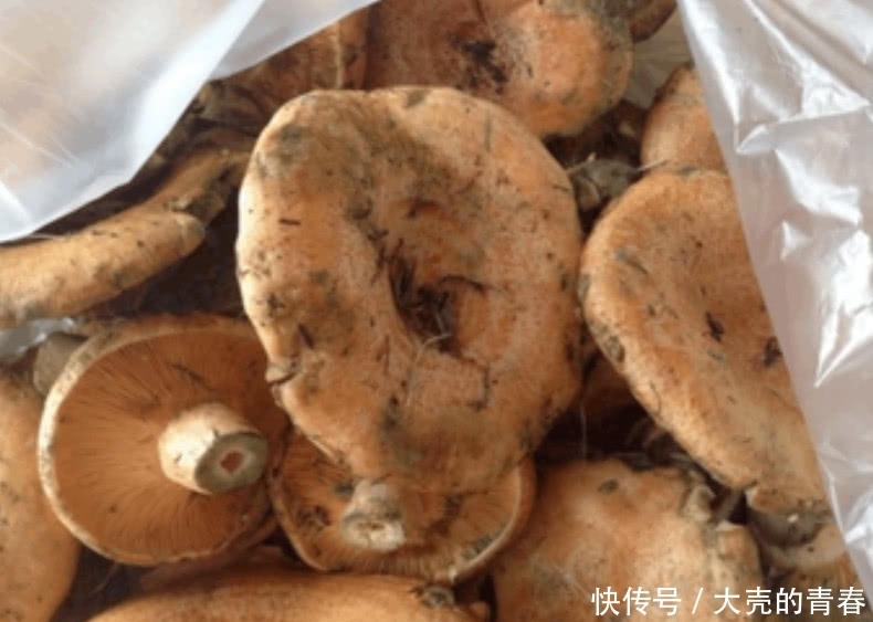 中这种野味被称为“年轮”,功效堪比人参,市面上很少卖