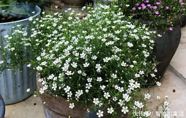 什么牛粪、猪粪,也不如“1种水”,只管浇在花盆里,花卉就爆盆!