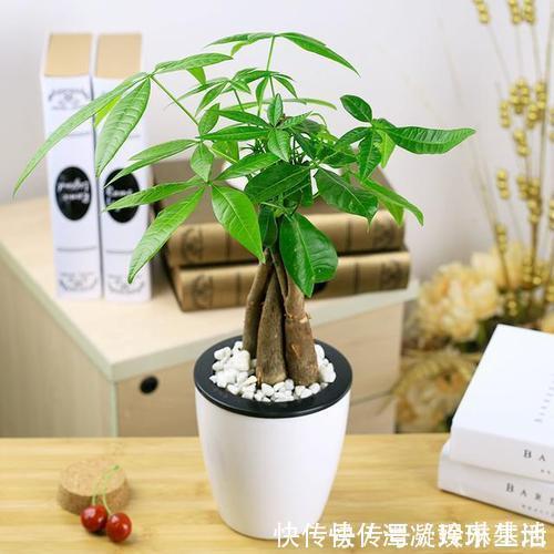 肥厚|养这10种花，再喜欢也别多浇水，少浇水，不管它，反而花更多