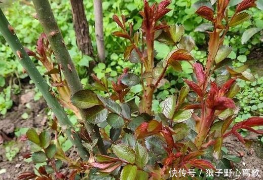 藤本月季长了很多嫩芽,看我这样抹掉嫩芽和嫩芽扦插!