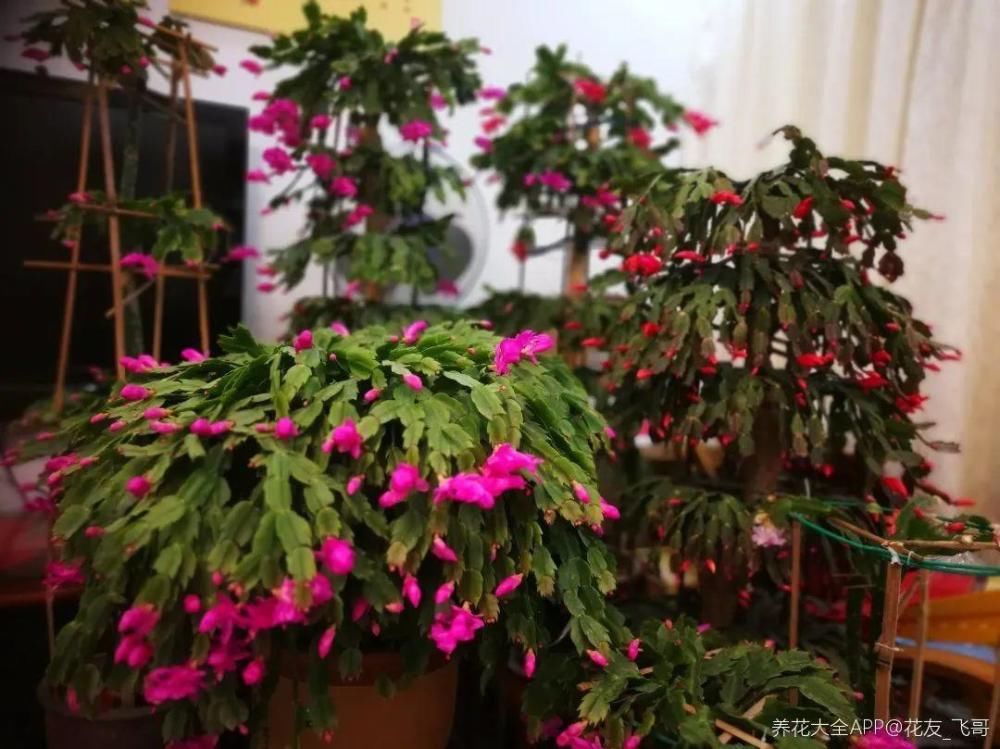 养护蟹爪兰，要注意8个要点，才能开出仙气飘飘花