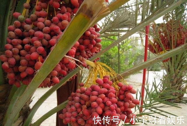 椰枣树|盆栽“枣树”多年,今年终于来一个“大惊喜”,邻居都围观凑热闹