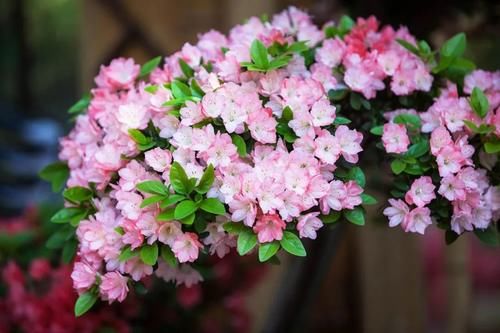 分四季管理杜鹃花，轻松打败养花“活不过三季”之说！