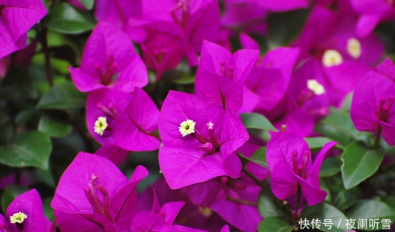 喜欢养护花卉,就在家中养护花色艳丽,花期长,美丽妖娆的3种花