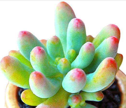 多肉植物颜色不红,怎么办?教你2招,叶子变得肉嘟嘟,鲜艳发亮