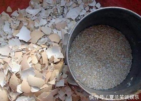 自制|分享养花技巧,7天自制“有机肥”,最有效最简单,养花最实用