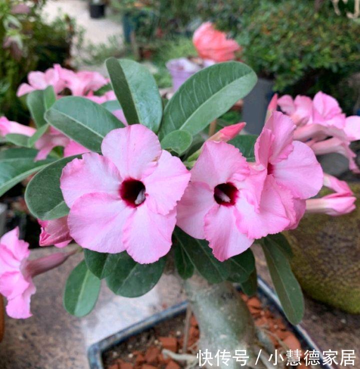 阳台上|适合夏天秋天养的4种花，花色很美，只要温度高，就会一直开花
