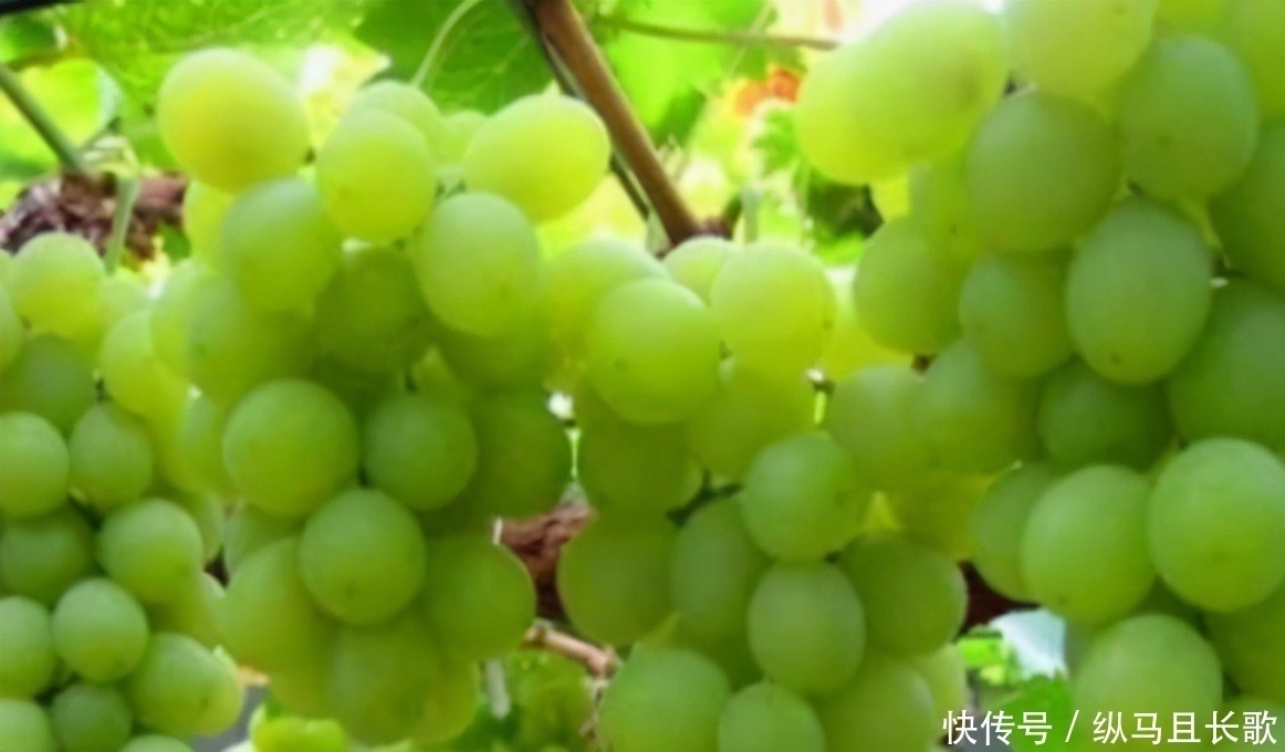 延缓衰老|女性过了45岁,要舍得3种食物,补充雌激素,有助于延缓衰老