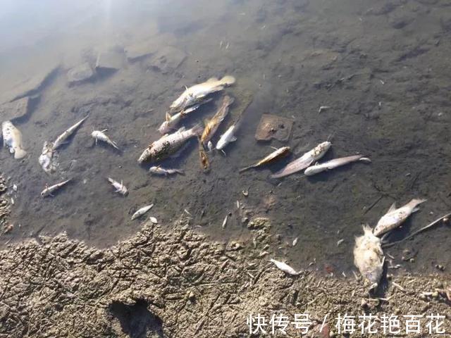 红尾鱼|江西信江河出现大群死鱼，附近钓鱼人好多大鳜鱼，太可惜了