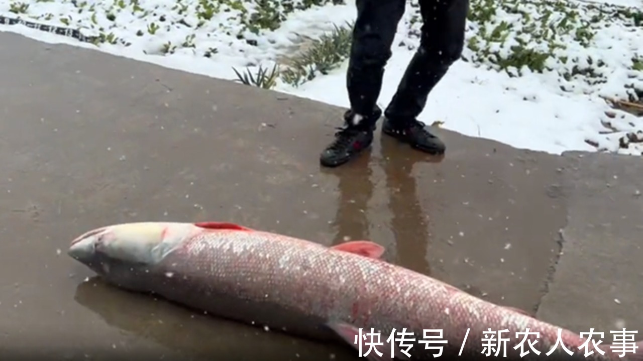 江苏一男子的神操作，春节期间冒雪野钓，意外收获“米级”水老虎