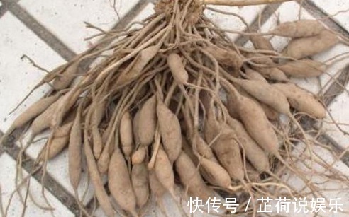 药材|农村野草,生长在水沟边,却没想到是珍贵的药材