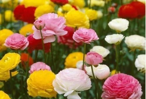 花海|4种花人见人爱,花量超多,能给你一片花海,花香浓郁,香飘满屋