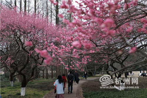 巢湖|留杭过年 灵峰赏梅（组图）
