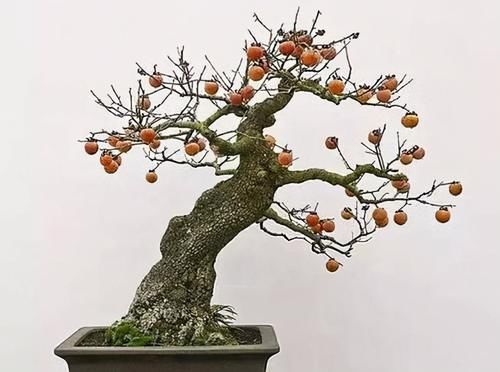 老鸦柿上盆后的养护很重要,5个方面的经验,帮你做好日常管理