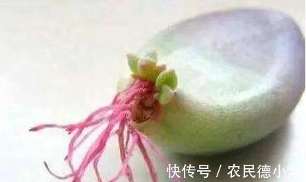 叶插|多肉扦插这样操作成活率高,很快就能长出根
