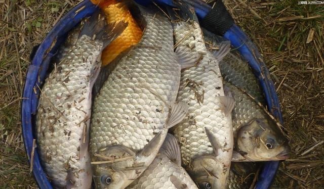 钓鱼|冬钓找不到鱼窝 教你3招, 新手也能快速找到鱼窝子, 提竿就中鱼!