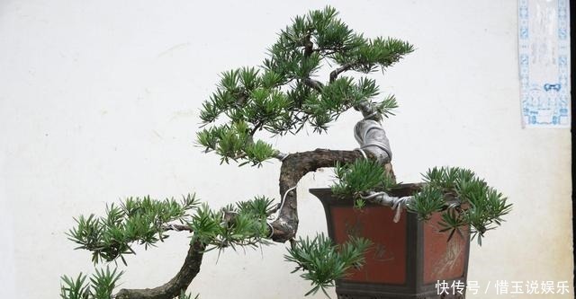 有院子就种4种树,老祖宗留下的“顺口溜”,不是没有道理