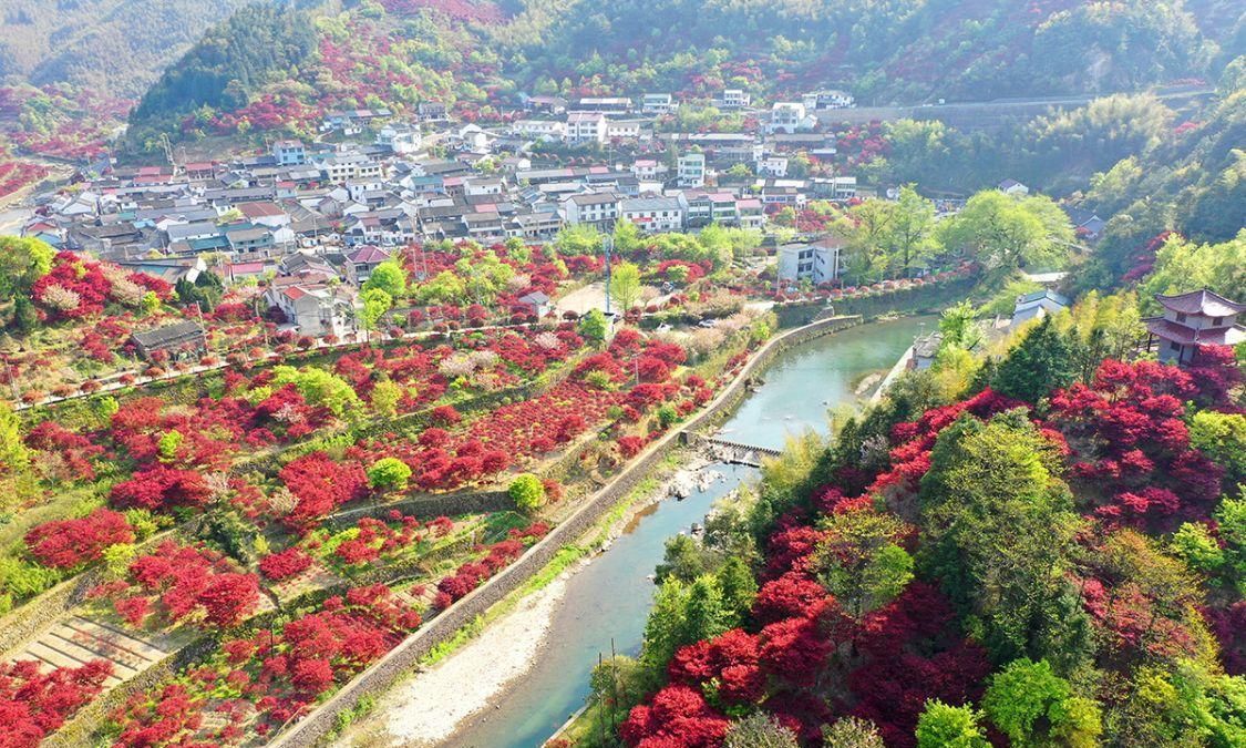 宁波红枫欣赏地，大俞、北溪、唐田，红枫绚烂