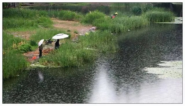 入秋下雨天钓鱼，钓深还是钓浅，垂钓大师一般这样选择！