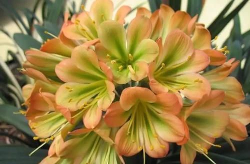 分株|君子兰五年不换盆换土长啥样?记住教训,分株的时候你会哭