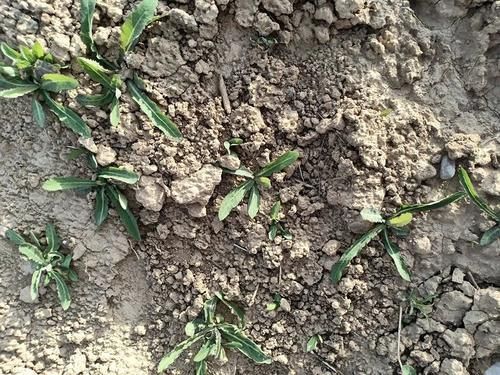 麻菜|一种苦味野菜,长得像蒲公英,60年代一挖一麻袋,你吃过吗?